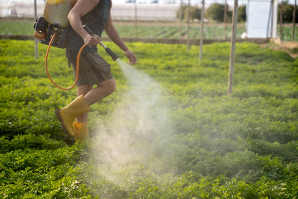 Wasp Removal Services in Travis Ranch, TX